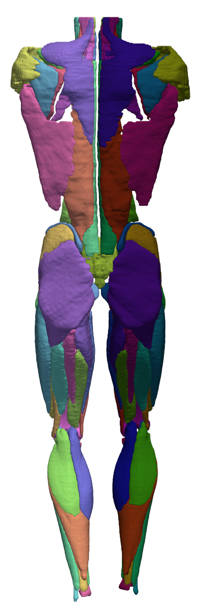 Whole-body CT muscle segmentation, front view