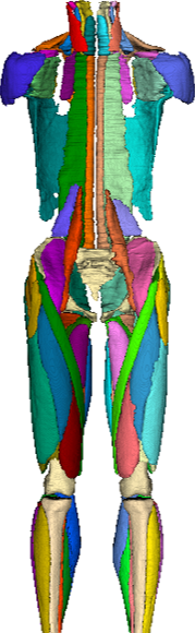 MuscleMap whole-body GIF